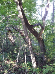 Ulmus thomasii
