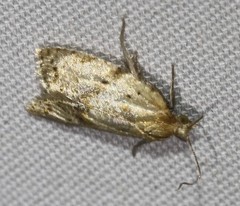 Clepsis therina