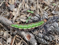 Sphinx morio arestus