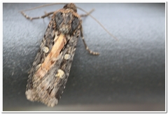 Actebia fennica