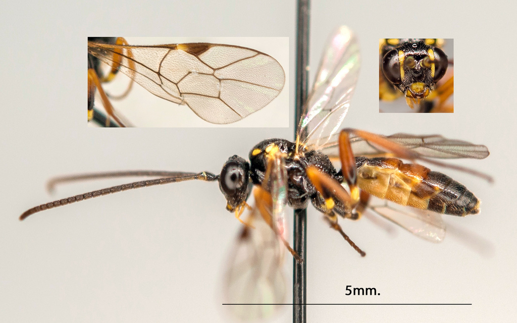 Syrphophilus bizonarius