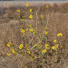 Helianthus annuus