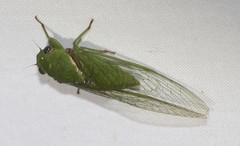 Glaucopsaltria viridis