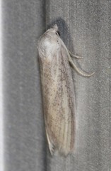 Prionopterina grammatistis