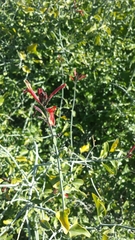 Justicia californica
