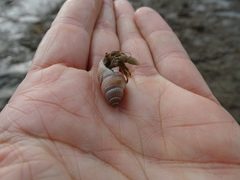 Nassarius perpinguis