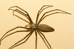 Euprosthenops bayaonianus