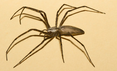 Euprosthenops bayaonianus