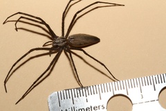 Euprosthenops bayaonianus