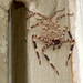 Araña de Pared - Photo (c) luis G woolfolk, algunos derechos reservados (CC BY-ND), subido por luis G woolfolk