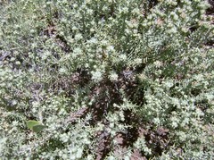 Helichrysum niveum