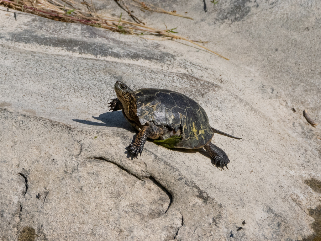 Western Pond Turtle From Stanislaus County CA USA On May 26 2023 At western-pond-turtle-from-stanislaus-county-ca-usa-on-may-26-2023-at