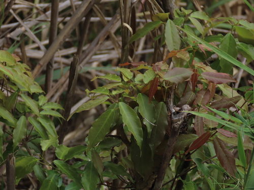 Image of Acer albopurpurascens by (c) chiuluan, some rights reserved (CC BY)