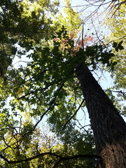 Ulmus thomasii