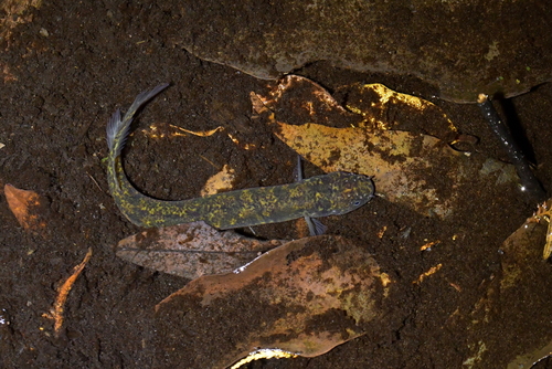 Brown mudfish (Neochanna apoda) — Galaxiidae — 5