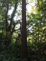 Ulmus thomasii