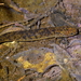 Brown Mudfish - Photo (c) Christopher Stephens, some rights reserved (CC BY-SA), uploaded by Christopher Stephens