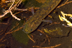 Brown Mudfish photo 2