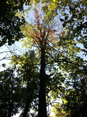 Ulmus thomasii