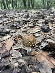 Image of Amanita pantherina
