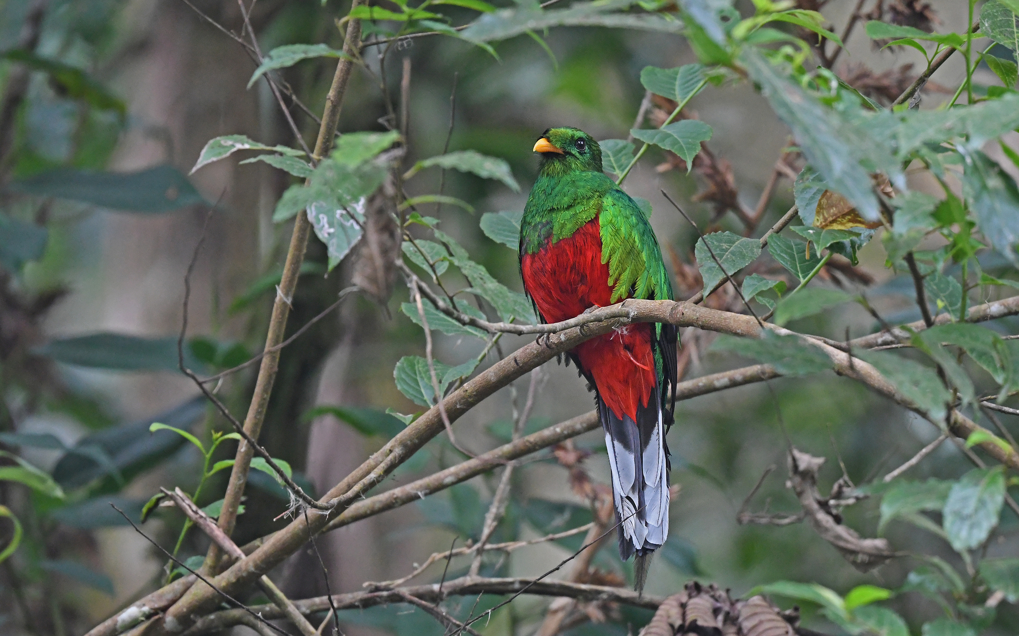 White-tipped Quetzal illustration