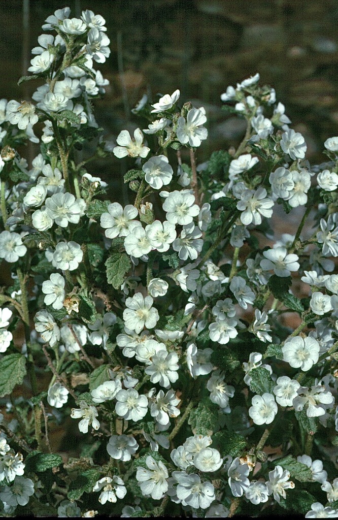 Showy Lawrencia