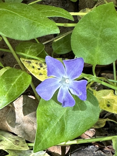 Vinca major
