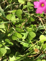Oxalis hispidula