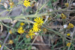Heterotheca grandiflora