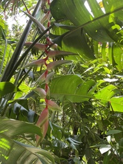 Heliconia chartacea image