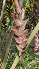 Heliconia vellerigera image