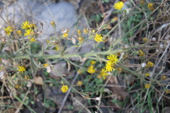 Heterotheca grandiflora
