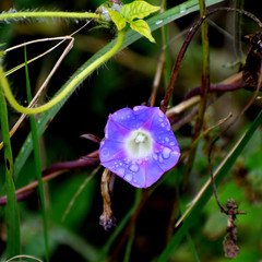 Ipomoea hederacea
