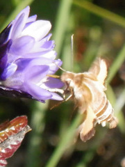 Proserpinus clarkiae