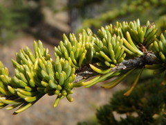 Cedrus brevifolia