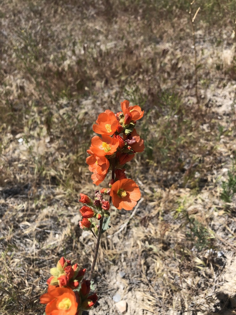 Munro's Globemallow from I80 W, Grantsville, UT, US on May 27, 2023 at