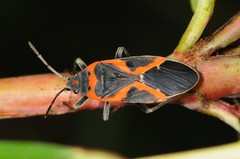 Lygaeus kalmii angustomarginatus