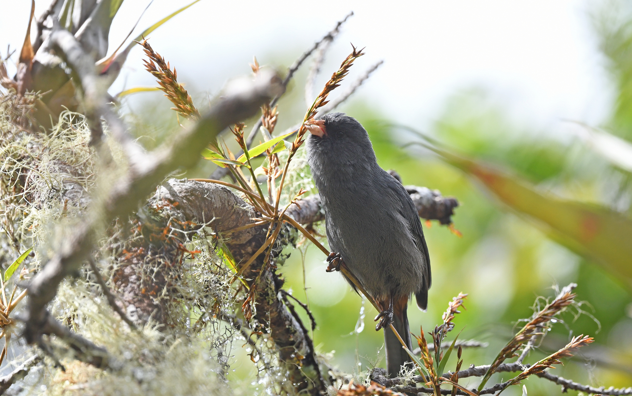Paramo Seedeater illustration