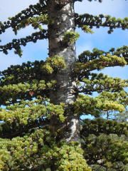 Cedrus brevifolia