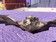 Idionycteris phyllotis