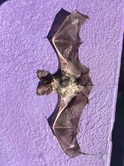 Idionycteris phyllotis