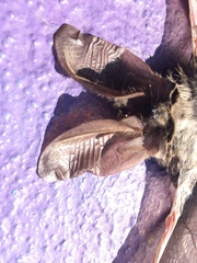 Idionycteris phyllotis