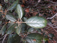Quercus alnifolia