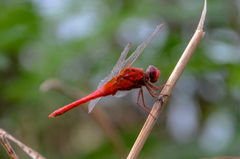 Crocothemis servilia