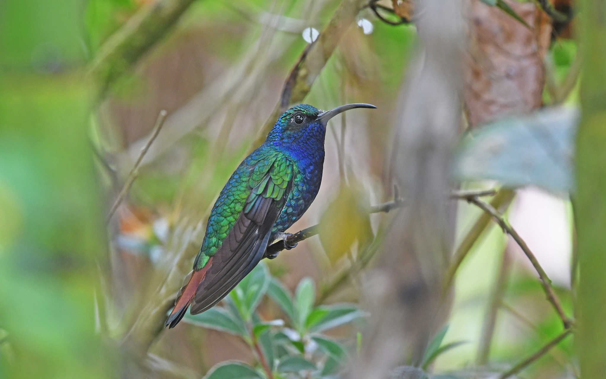 Lazuline Sabrewing (Campylopterus falcatus), photo 4