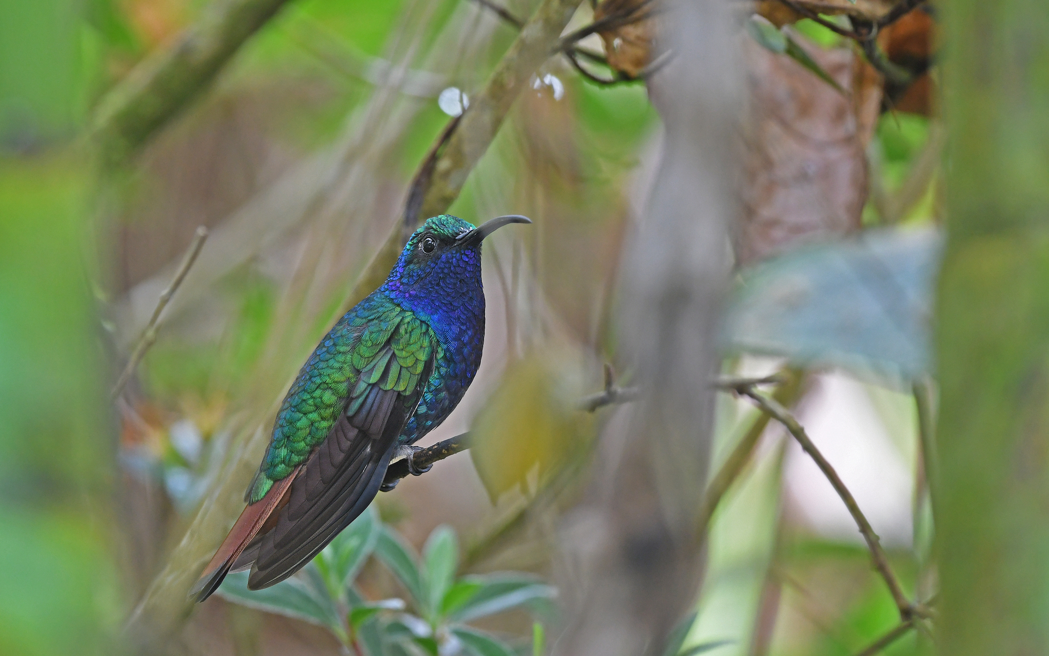 Lazuline Sabrewing (Campylopterus falcatus), photo 5