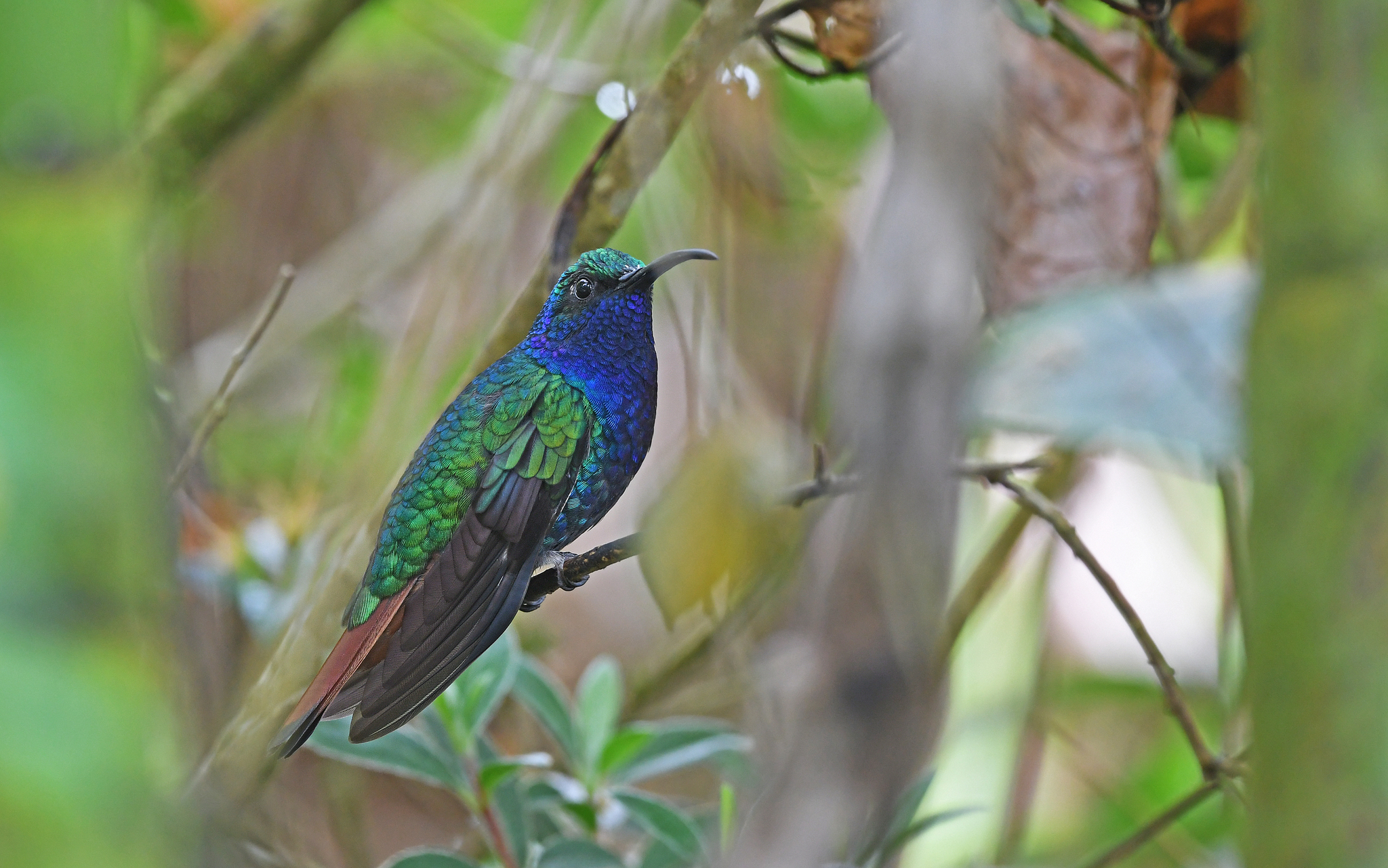 Lazuline Sabrewing (Campylopterus falcatus), photo 6