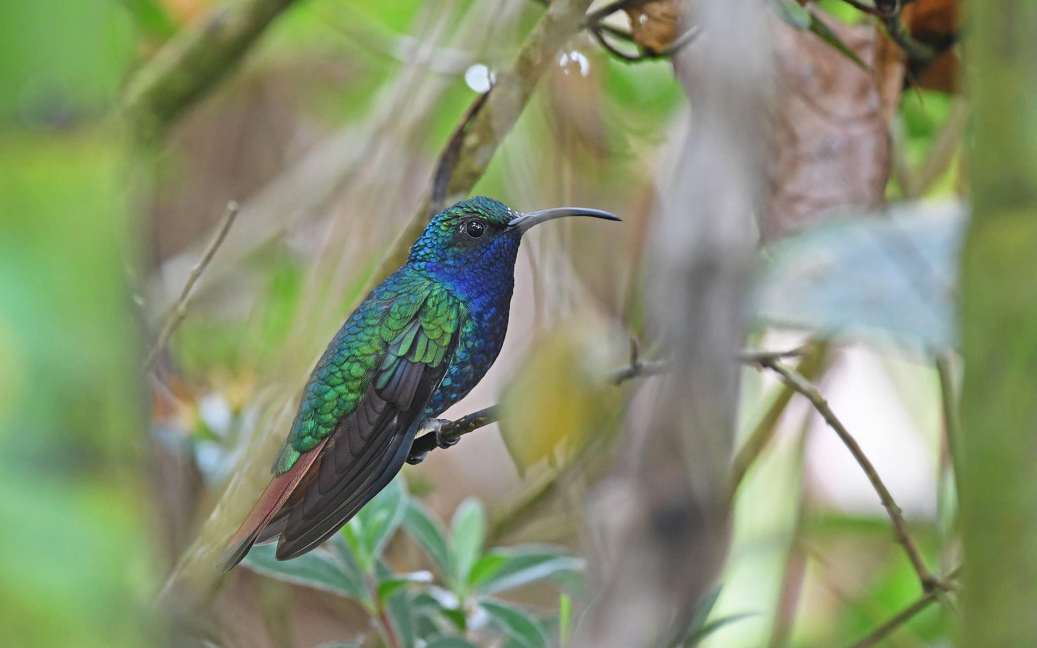 Lazuline Sabrewing (Campylopterus falcatus), photo 7