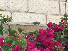 Sceloporus occidentalis