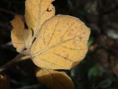 Quercus alnifolia